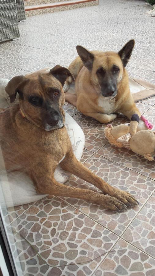 Alloggio in famiglia Casa Olyves Onil